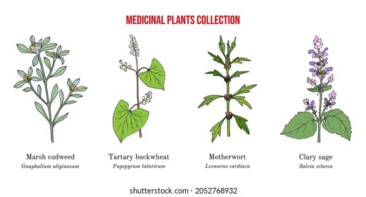 Set of different medicinal plants. Hand drawn botanical vector illustration