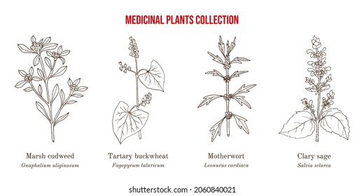 Set of different medicinal plants. Hand drawn botanical vector illustration