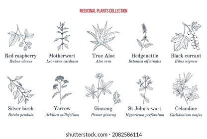 Set of different medicinal plants. Hand drawn botanical vector illustration