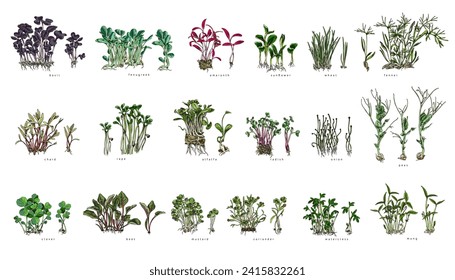 A set of different microgreens with names. Young green leaves sprouts used as food ingredient. Hand drawn color sketches collection. Isolated vector illustrations.