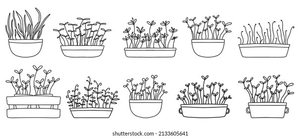 A set of different microgreens in pots. Set of sprouts. Vector microgreen in doodle style.