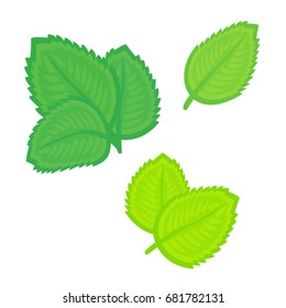 Set of different mint leaves. Spearmint or peppermint leaves, isolated on white background 