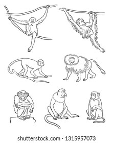 Set of different monkeys in outlines. Vector illustration.