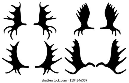 set of different moose antlers