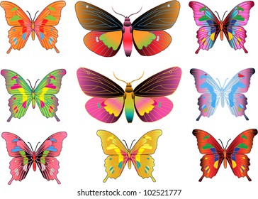 set of different multicolored butterflies - vector