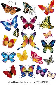 set different multicolored butterflies -  vector