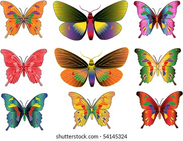 set of different multicolored butterflies - vector
