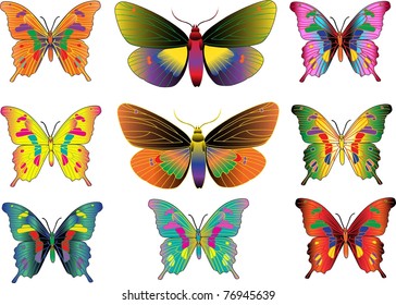set of different multicolored butterflies - vector