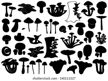 Set of different mushrooms