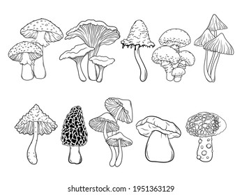 Set of different mushrooms. Collection of stylized edible or psychedelic mushrooms. Vector illustration on white background. Linear Art. Tattoo.