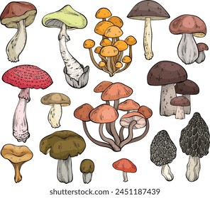 Set of different mushrooms, graphic drawing, cut truffle, porcini mushroom, shiitake and chanterelles isolated. Vector illustration