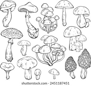 Set of different mushrooms, graphic drawing with lines, black and white cut truffle, porcini mushroom, shiitake and chanterelles isolated. Vector illustration