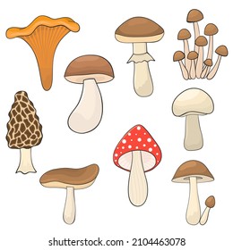 Set von verschiedenen Pilzen, handgezeichnet 
