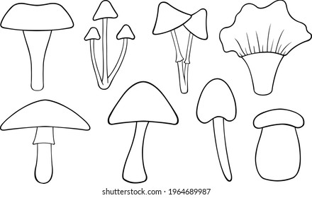 set of different mushrooms isolated on white