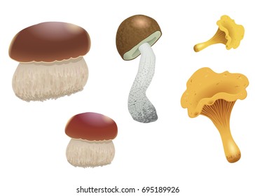 A set of different mushrooms isolated on white background. Orange cap mushrooms, chanterelles and cep. Vector illustration