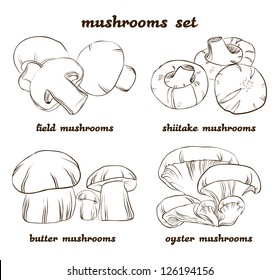 set of different mushrooms in line