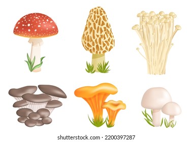 Set of different mushrooms on a white background. Isolated vector illustration.
