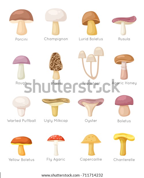 Set Different Mushrooms Text Vector Illustrations Stock Vector (Royalty ...