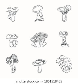 A set of different mushrooms. Vector illustration of fungi. Painting of voluminous fungus.