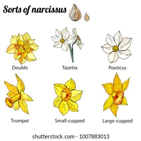 Set of different narcissus. Various sorts of color