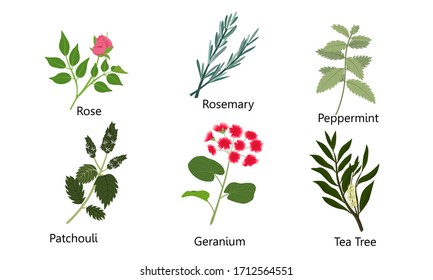 Set of different natural herbs, flowers. Rose, rosemary, peppermint, patchouli, geranium, tea tree.Vector illustration in flat cartoon style