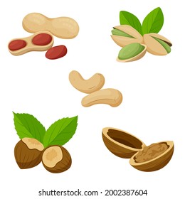 A set of different nuts. Cashews, peanuts, pistachios, hazelnuts, walnuts in shells. Healthy food, an ingredient. Flat, cartoon style. Color vector illustration isolated on a white background