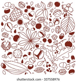 set of different nuts, chestnuts, acorn, beech, bump, leaves, seeds, isolated. Autumn outline vector illustration