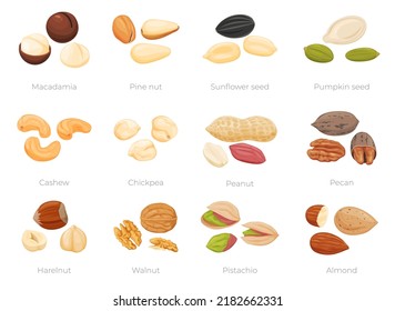 A set of different nuts and seeds. Healthy and organic food. Vector illustration