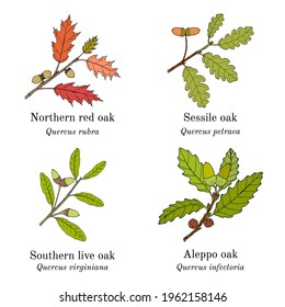 Set of different oak branches. Hand drawn botanical vector illustration