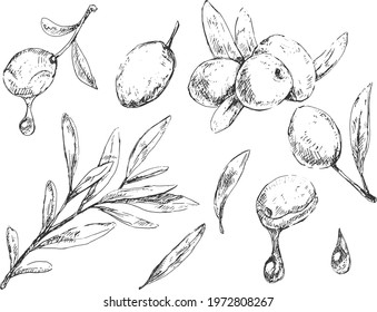 Set of different olive berries, leaves and branches in sketchy vintage style