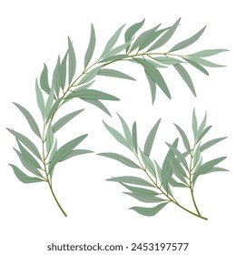 Set of different olive branches 