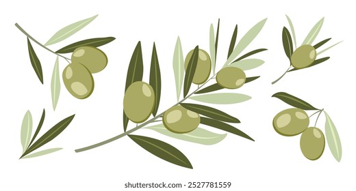 Conjunto de diferentes ramas de olivo con frutas en estilo plano. Diseño de moda de Elementos botánicos verdes para menú, carteles, Anuncios, invitaciones, Web, publicidad, festival, logotipo. Ilustración vectorial.