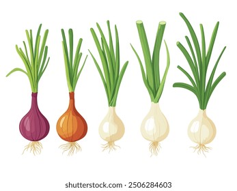 Set of different onion varieties. Collection of onions including red, white, and yellow types. Perfect for culinary presentations, recipe illustrations. Flat cartoon illustration.