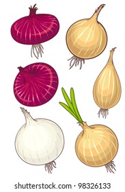 set of different onion , vector without gradient