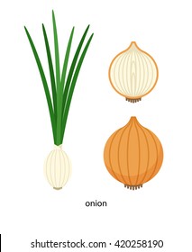 Set of different onions and cross-section of the bulb