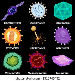 Set of different orders of virus on dark background, vector illustration