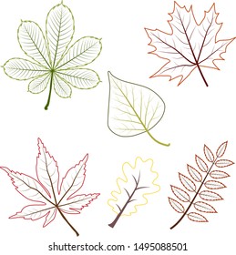 Set of different outline autumn maple grape oak rowan birch tree chestnut leaves. Includes contour leaves.