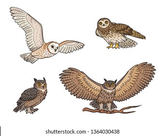 Set of different owls in color. Vector illustration. EPS8