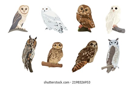 Set of different owls on white background