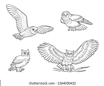 Set of different owls in outlines. Vector illustration. EPS8