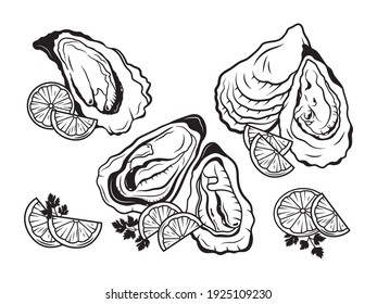 Set of different oysters. Collection of sea clams with lemon and herbs. Sea shell with pearls. Vector illustration on a bleached background. Design for printing.