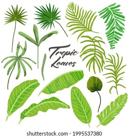 Set of different palm leaves isolated on white background. Vector illustration