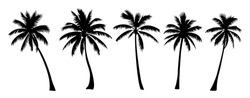 Set of different palm tree black silhouettes. Hand drawn vector illustrations isolated on white background