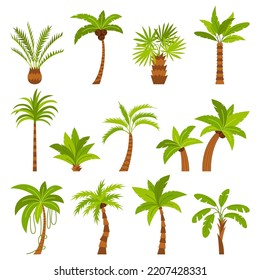 Set of different palm tree elements. Collection of cartoon tropical plants with green leaves top and trunks isolated. Bundle of fresh natural coconut wood cultivated gardening. Vector illustration