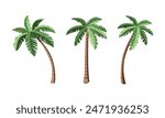 Set of different palm trees in cartoon style. Vector illustration of beautiful green palm trees. Isolated on white background. Tropical coconut trees.