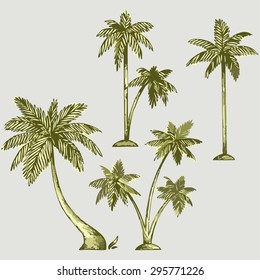 Set of different palm trees. Vector Image