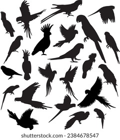 Set of different parrot bird silhouette. Vector illustration parrots isolated on white background