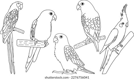 Conjunto de diferentes ilustraciones de contorno de loros para el libro de coloreado. Esquema de aves. Línea dibujada a mano de loros. 