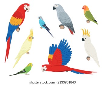 Set of different parrots. Vector illustration set of colorful exotic parrots isolated on white background. Side view, profile.