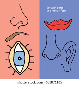 Human Face Parts - Human Anatomy Fundamentals Basics Of The Face
